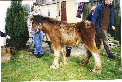 horse