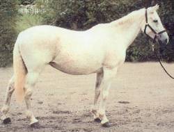 horse