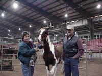 horse