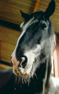horse