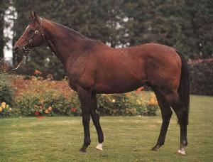 horse
