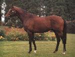 horse