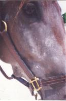 horse
