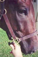 horse