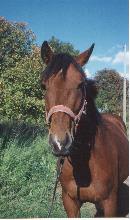 horse