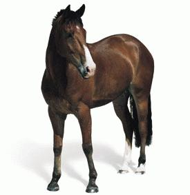 horse