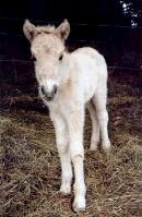 horse
