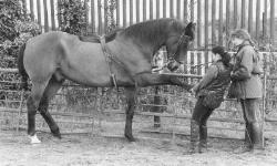 horse