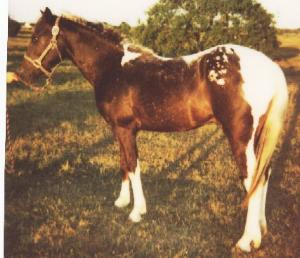 horse