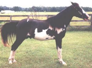 horse