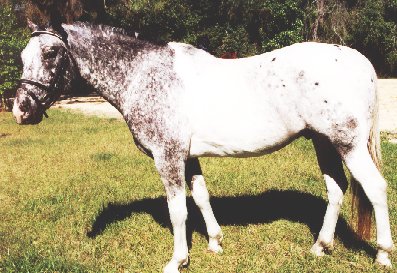 horse