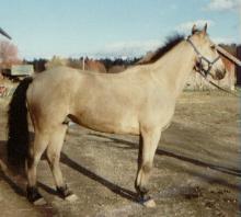 horse
