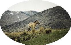 horse