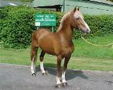 horse