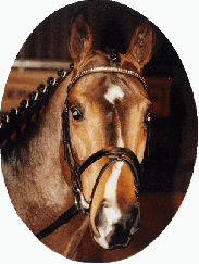 horse