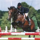 horse