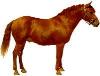 horse