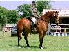 horse