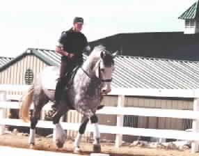 horse