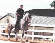 horse