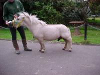 horse