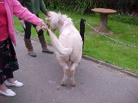 horse