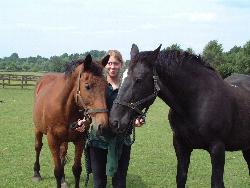 horse