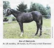 horse
