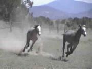horse