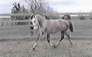horse