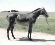 horse