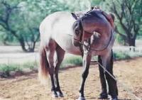 horse