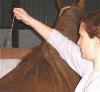 horse