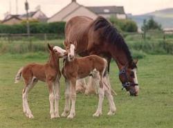 horse