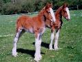 horse