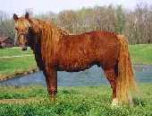 horse