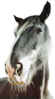 horse
