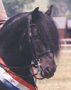 horse