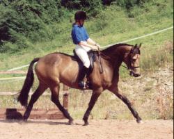 horse