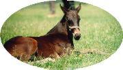 Standardbred foal