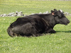 2000-05-sm-cow-515f