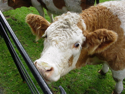 2000-10-sm-cow-017f