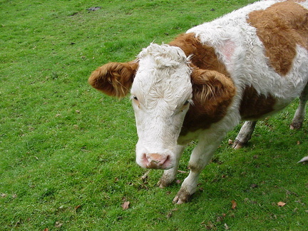 2000-10-sm-cow-020f