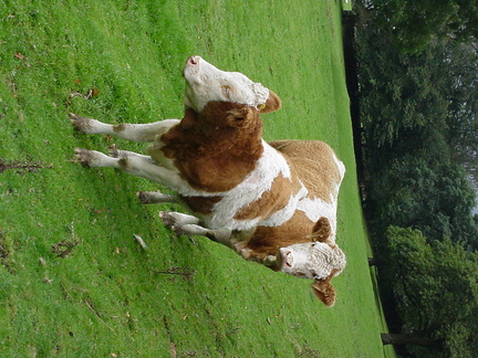 2000-10-sm-cow-021f