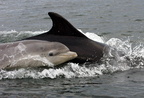 2009-07-N2-9842-c Bottlenose Dolphin