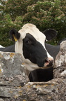 2010-06-n3-0747