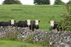 2010-06-n3-0753