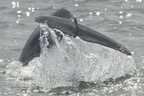 2010-07-n4-0119