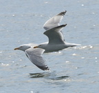 2010-07-n4-2188