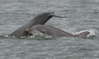 2010-07-n4-7913